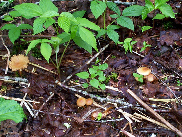 mushroom01