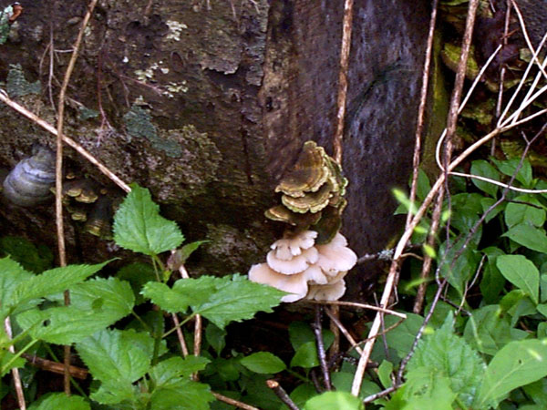 mushroom04