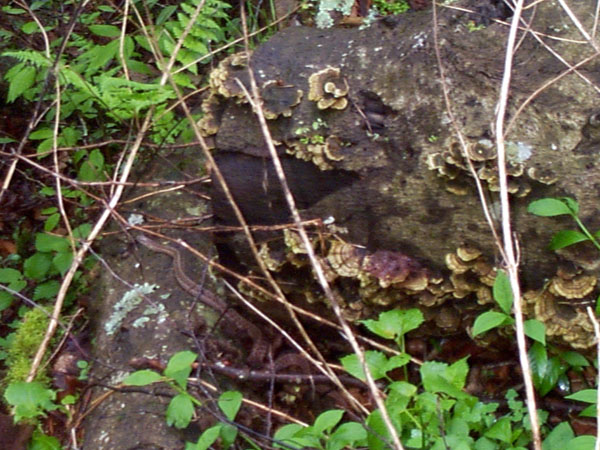 mushroom05