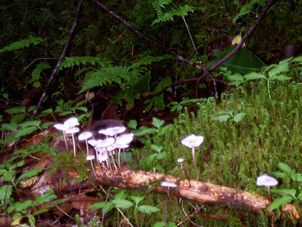 mushroom06