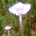 mushroom ahead
