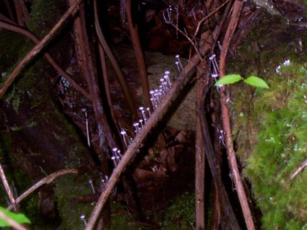 mushroom07
