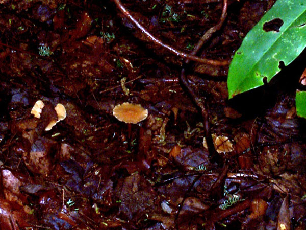 mushroom08