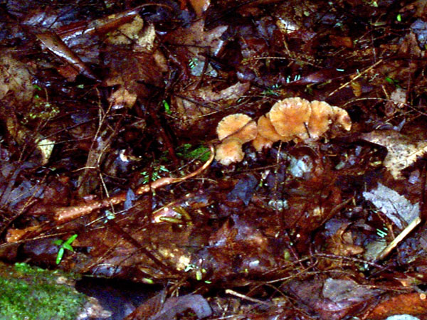 mushroom09