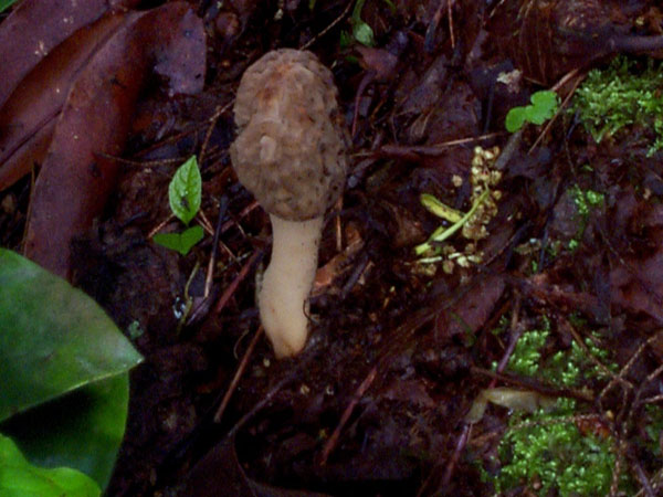 mushroom10