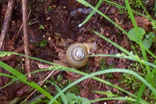snail01