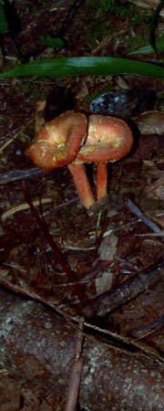 mush2_img