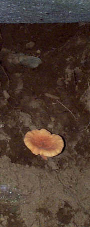 mush2_img