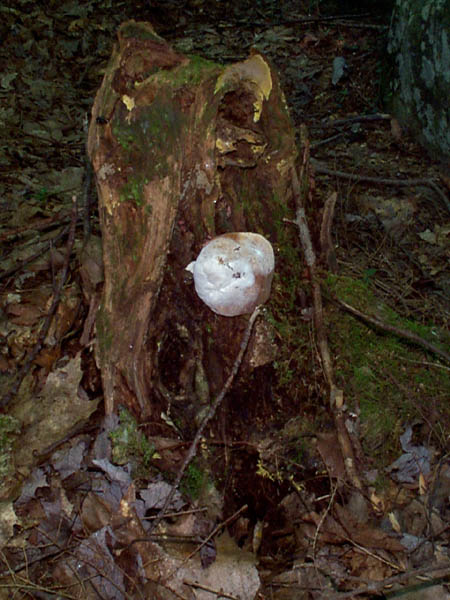 mush2_img